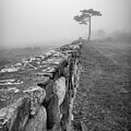 Odiorne Fog by Dennis Hedberg