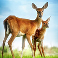 Oh, Deer, Let's Pose... Photograph by Shelia Hunt Oh, Deer, Let's Pose... Photograph by Shelia Hunt