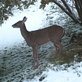 Oh Deer by Mary Mikawoz