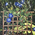 Oh Morning Glories by Leah Tomaino Oh Morning Glories by Leah Tomaino