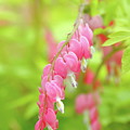 Oh My Bleeding Heart Photograph by Lens Art Photography By Larry Trager Oh My Bleeding Heart Photograph by Lens Art Photography By Larry Trager