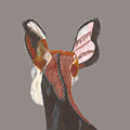 Okapi Anterior Head View African Giraffe by Ali Baucom