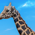 Old Giraffe Photograph by Al Judge Old Giraffe Photograph by Al Judge