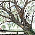 Old Hickory Tree by David Neace CPX