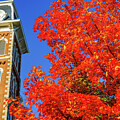 Old Main Maple  by Damon Shaw