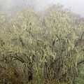 Old man's beard usnea cover tree by Mike Fusaro