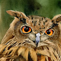 Old Wise Owl Painting by Espero Art Old Wise Owl Painting by Espero Art