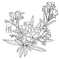 Oleanders Drawing by Luisa Millicent Oleanders Drawing by Luisa Millicent