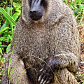 Olive Baboon Photograph by Matt Cohen Olive Baboon Photograph by Matt Cohen