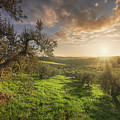 Olive grove in Alta Maremma. Tuscany Photograph by Stefano Orazzini Olive grove in Alta Maremma. Tuscany Photograph by Stefano Orazzini