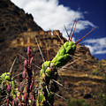 Ollantaytambo Photograph by David Little-Smith Ollantaytambo Photograph by David Little-Smith