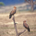  On Guard by Sandra Bronstein