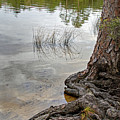 On the Bayou Photograph by M Kathleen Warren On the Bayou Photograph by M Kathleen Warren