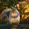 One Gray Squirrel Photograph by Bob Orsillo One Gray Squirrel Photograph by Bob Orsillo