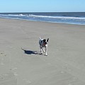 One Happy Dog Photograph by Roberta Byram One Happy Dog Photograph by Roberta Byram