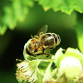 One of small european honey bee sitting on raspberry bloom on garden Photograph by Vaclav Sonnek One of small european honey bee sitting on raspberry bloom on garden Photograph by Vaclav Sonnek