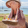 Open Wide by Travis Rogers