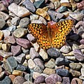Orange And Black Butterfly Photograph by David Desautel Orange And Black Butterfly Photograph by David Desautel