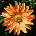 Orange Blossom by Dawn Currie