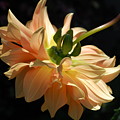 Orange Dahlia Photograph by Amy Fose Orange Dahlia Photograph by Amy Fose