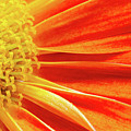 Orange flower Photograph by Viktor Wallon-Hars Orange flower Photograph by Viktor Wallon-Hars