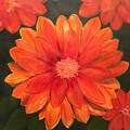 Orange Gebera by Debora Sanders