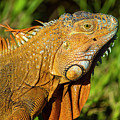 Orange Iguana Photograph by Blair Damson Orange Iguana Photograph by Blair Damson