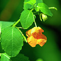 Orange Jewelweed DFL1221 Photograph by Gerry Gantt Orange Jewelweed DFL1221 Photograph by Gerry Gantt