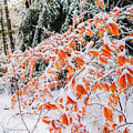Orange leaves of Winter 2 by Lilia S