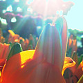 Orange Lily Sun Splash Digital Art by Pamela Smale Williams Orange Lily Sun Splash Digital Art by Pamela Smale Williams