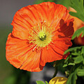 Orange poppy in springtime by Tatiana Travelways
