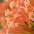 Orange trumpet vine 01 Digital Art by Kevin Chippindall Orange trumpet vine 01 Digital Art by Kevin Chippindall