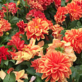 Orange Variety Digital Art by Linda Bailey Orange Variety Digital Art by Linda Bailey