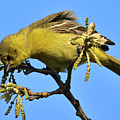 Orchard Oriole at Patrick Marsh Photograph by Chris Pappathopoulos Orchard Oriole at Patrick Marsh Photograph by Chris Pappathopoulos