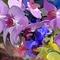 Orchid Dance by Sonja Kraft