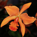 Orchid, Orange by Robert Niemeier