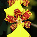 Orchid, Yellow and Red Pair by Robert Niemeier