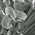 Orchids in Black and White by Corinne Carroll