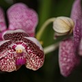 Orchids Photograph by Mingming Jiang Orchids Photograph by Mingming Jiang