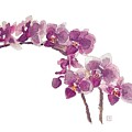 Orchids by Van Thi Diep