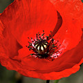 Oriental summer Poppy Photograph by Stephen Melia Oriental summer Poppy Photograph by Stephen Melia