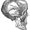 Origin- Skull Drawing by Lisa Senette Origin- Skull Drawing by Lisa Senette