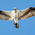 Osprey 30A by Sally Fuller