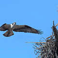 Osprey Approaching Nest DRB0281 Photograph by Gerry Gantt Osprey Approaching Nest DRB0281 Photograph by Gerry Gantt