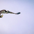 Osprey flying with fish. by Alyssa Tumale