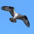 Osprey in Flight DRB0282 Photograph by Gerry Gantt Osprey in Flight DRB0282 Photograph by Gerry Gantt