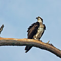 Osprey Perched Above White Oak River in the Croatan Photograph by Bob Decker Osprey Perched Above White Oak River in the Croatan Photograph by Bob Decker