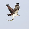 Osprey with a Needle Fish 3 Photograph by Mingming Jiang Osprey with a Needle Fish 3 Photograph by Mingming Jiang