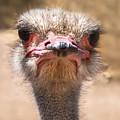 Ostrich Staredown Photograph by Laura Putman Ostrich Staredown Photograph by Laura Putman