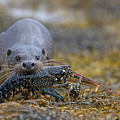 Otter Bringing Ashore A Lobster Photograph by Pete Walkden Otter Bringing Ashore A Lobster Photograph by Pete Walkden